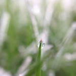 iPhone 4S photo with Olloclip Macro Lens