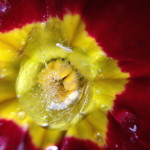 iPhone 4S photo with Olloclip Macro Lens