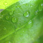 iPhone 4S photo with Olloclip Macro Lens