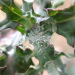 iPhone 4S photo with Olloclip Macro Lens