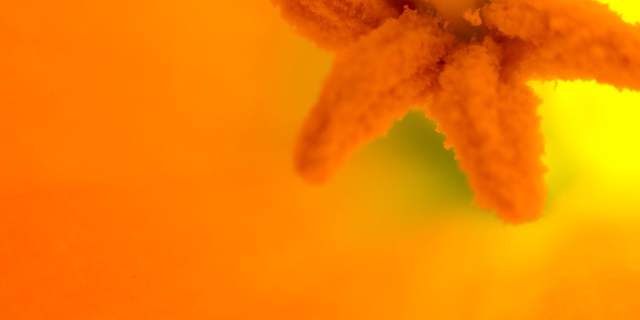 Wallpaper for iPhone and iPod Touch